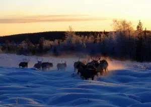 CSW Arctic Circle 2017