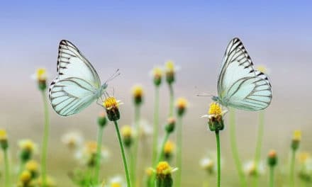 Citizen Scientists Continue to Boost Valuable Ecological Research